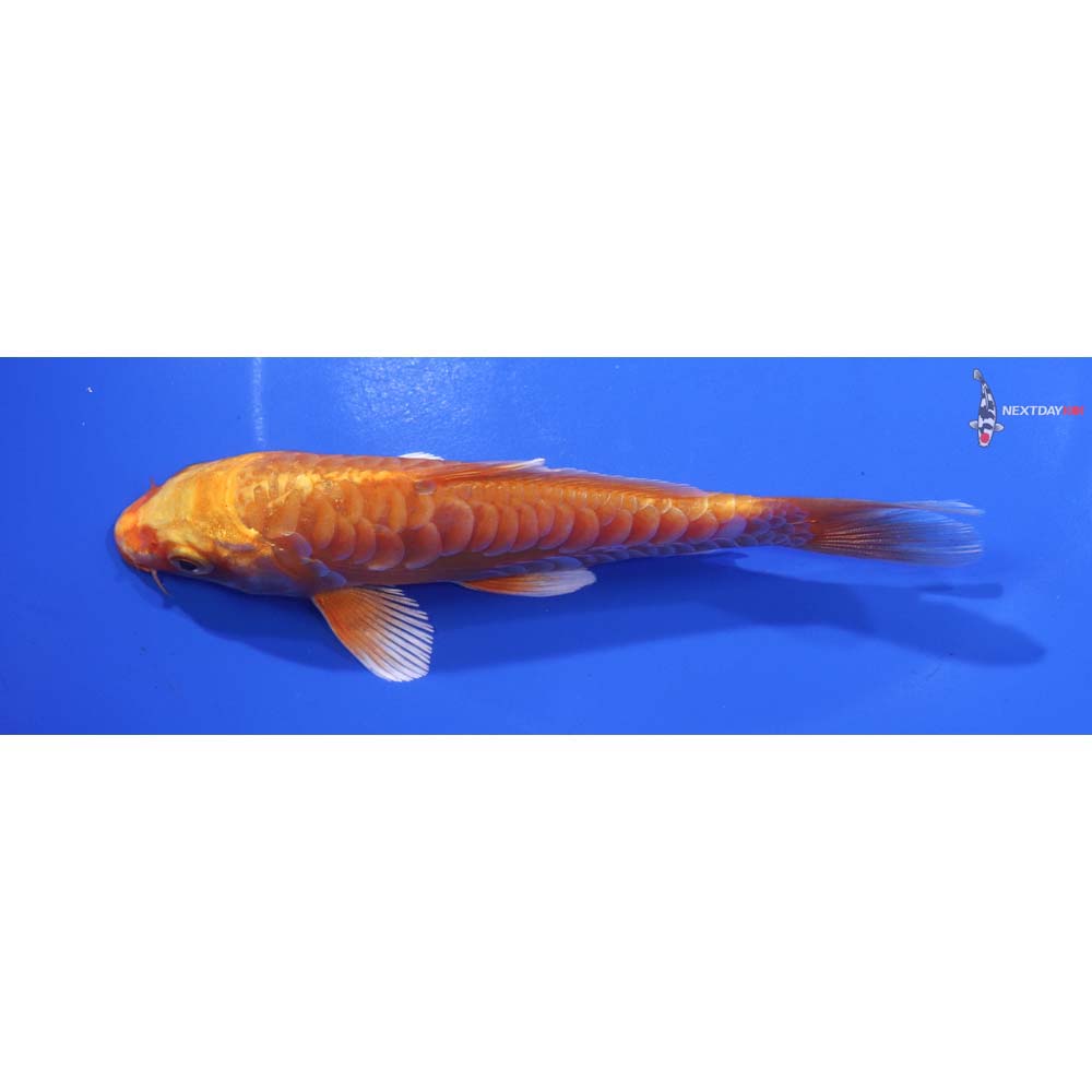 5.5” Imported Armor Scaled Orenji Ogon