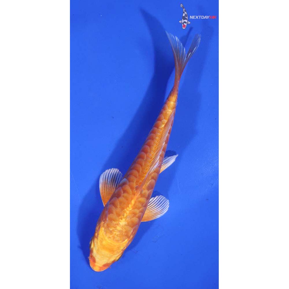 5.5” Imported Armor Scaled Orenji Ogon