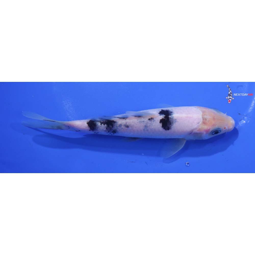 5.5” Imported Shiro Bekko