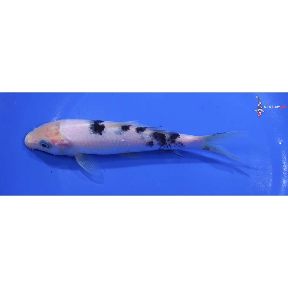 5.5” Imported Shiro Bekko