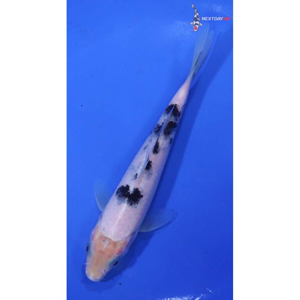 5.5” Imported Shiro Bekko