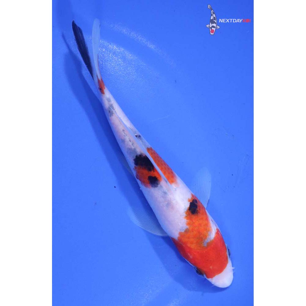 5.5” Imported Sanke