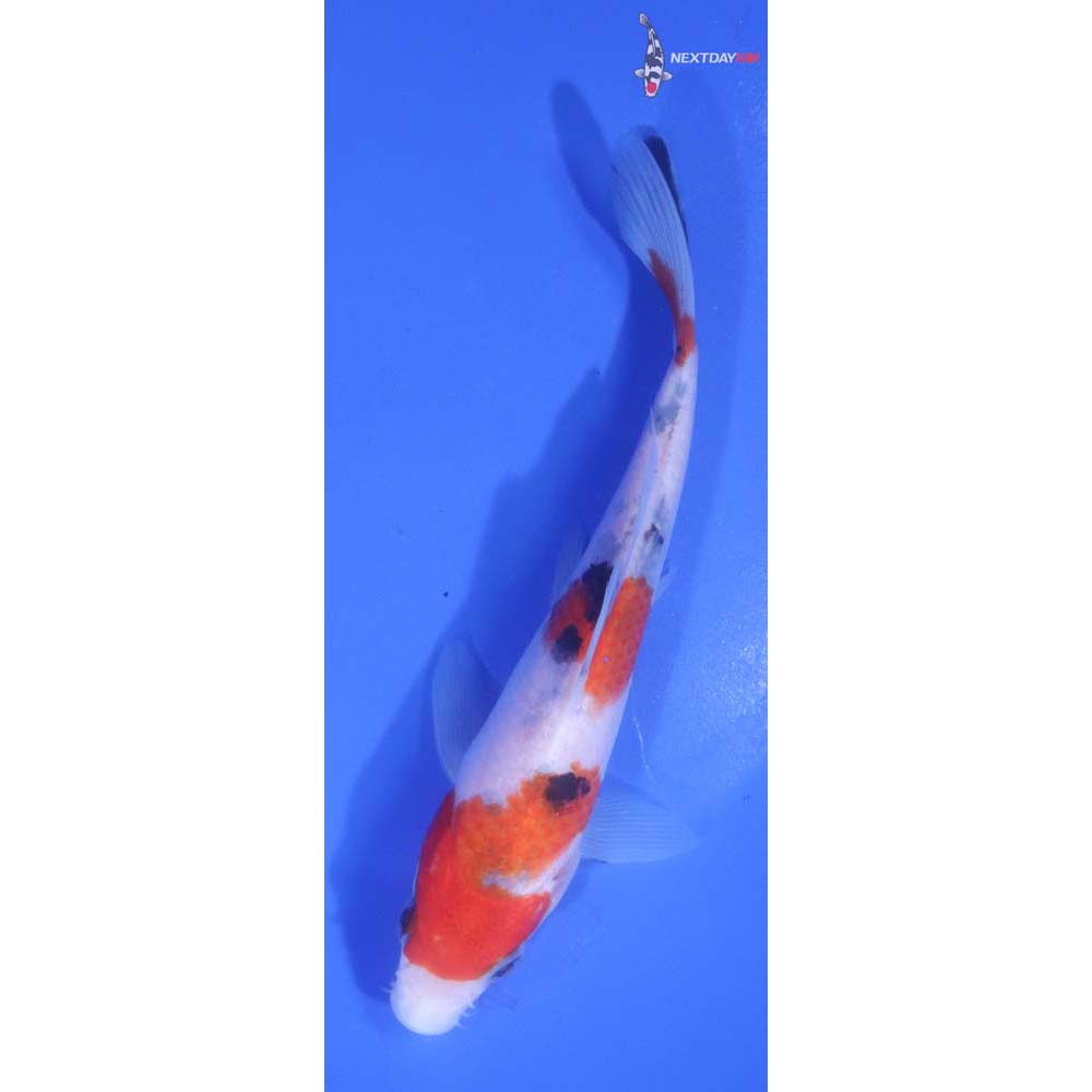 5.5” Imported Sanke