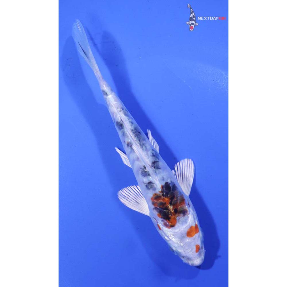 5” Imported Heisei Nishiki