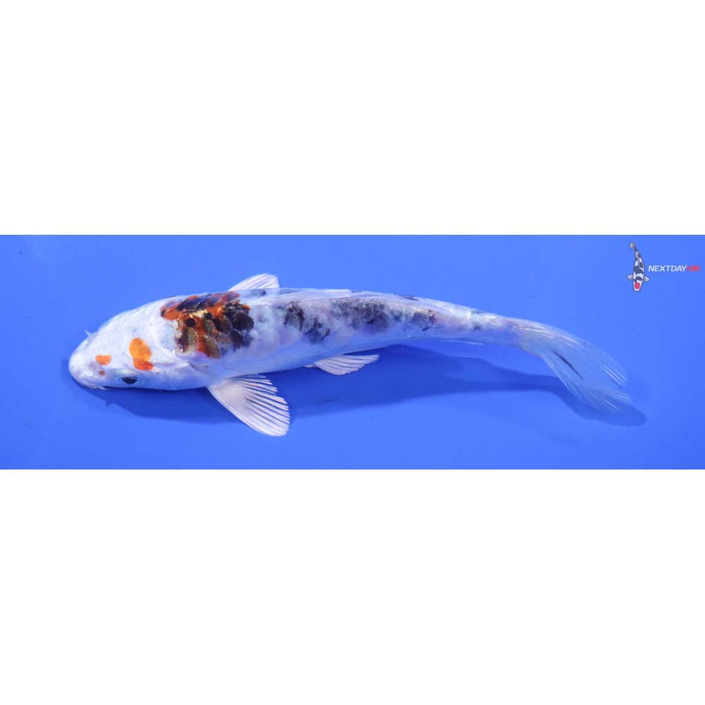 5” Imported Heisei Nishiki