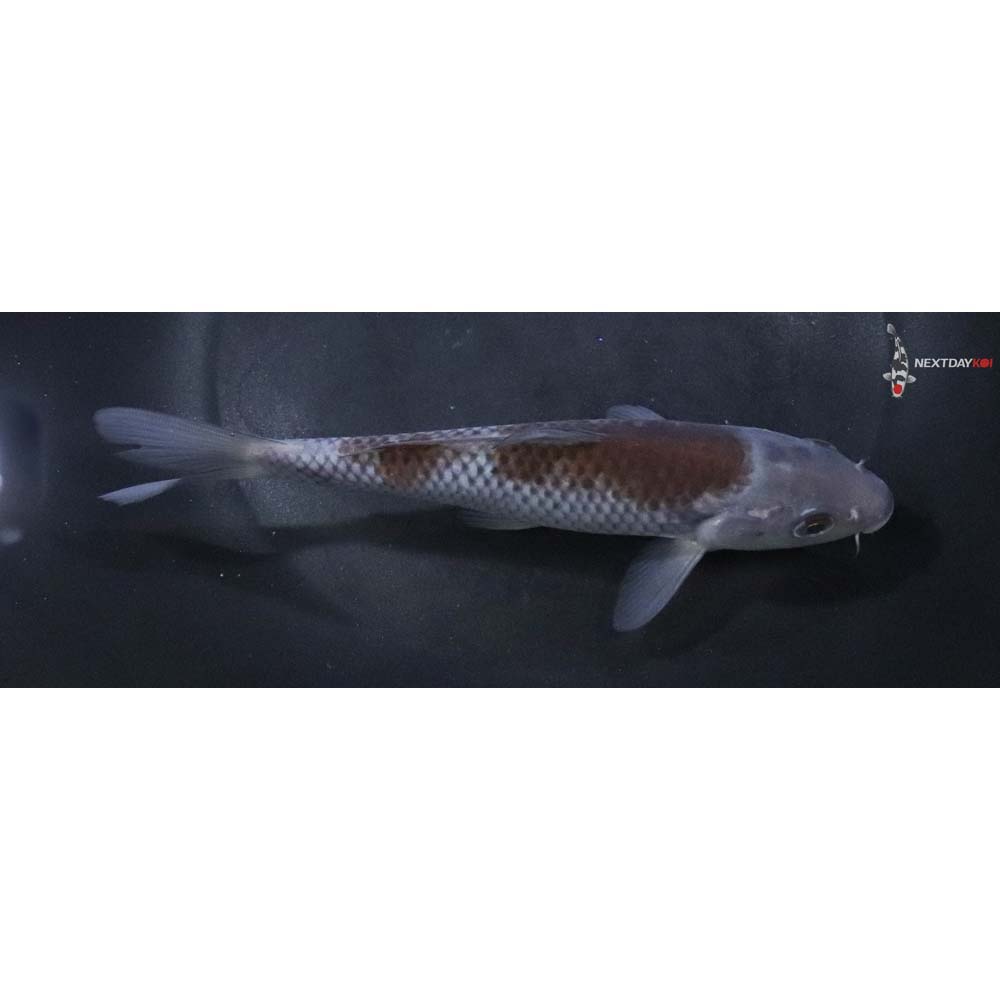 6” Imported Ochiba Shigure
