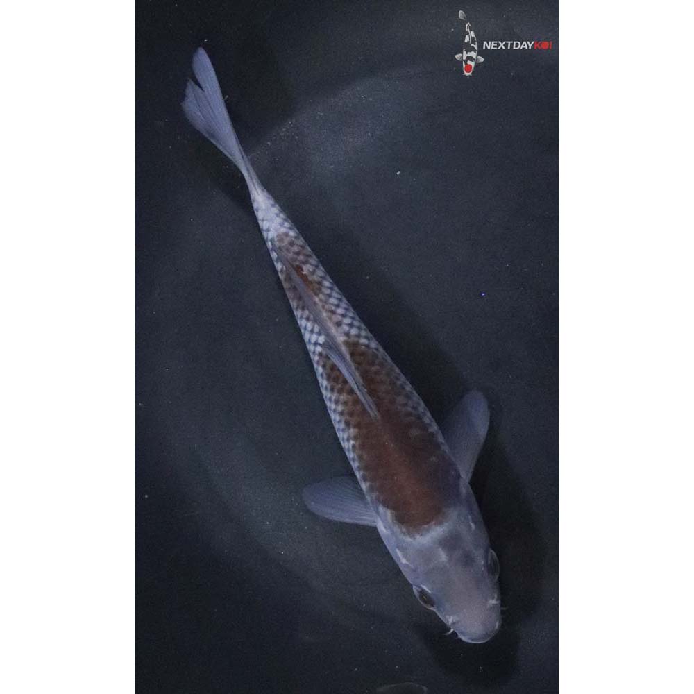 6” Imported Ochiba Shigure