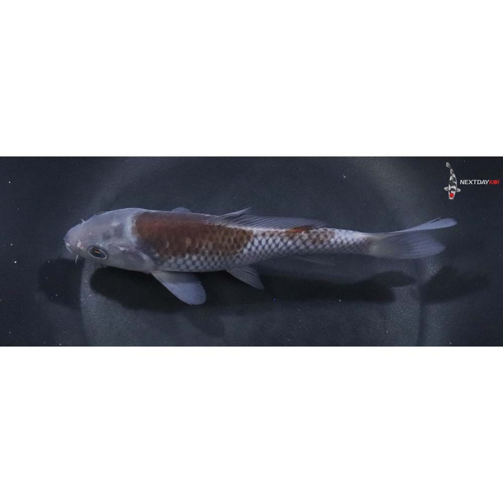 6” Imported Ochiba Shigure
