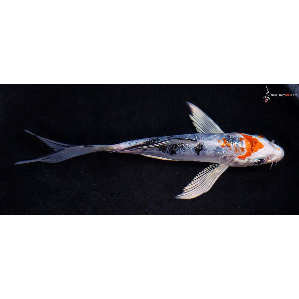 5” Imported Heisei Nishiki Butterfly Koi