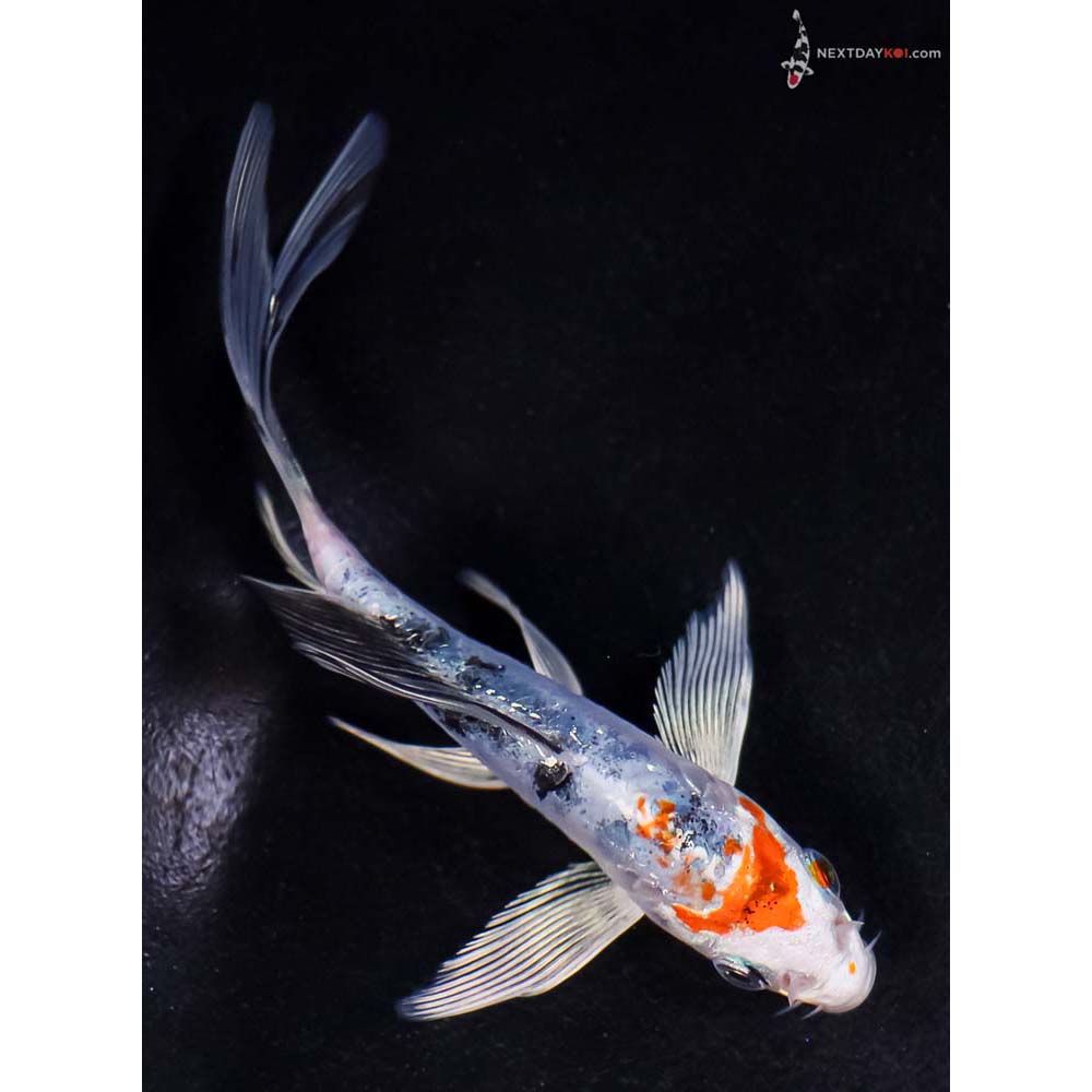 5” Imported Heisei Nishiki Butterfly Koi