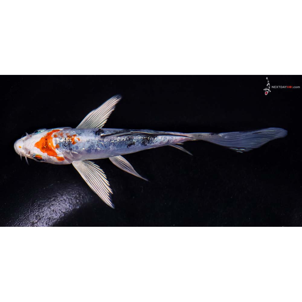 5” Imported Heisei Nishiki Butterfly Koi