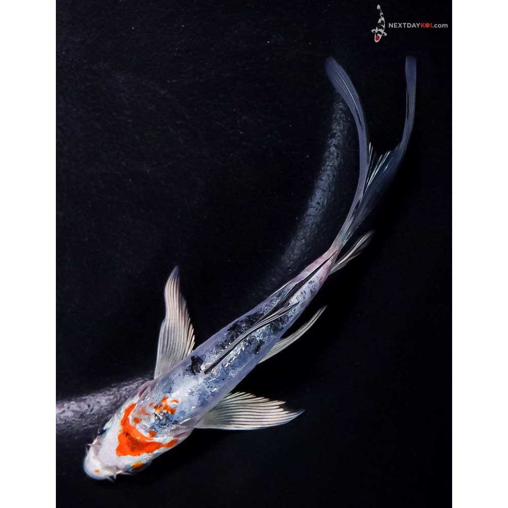 5” Imported Heisei Nishiki Butterfly Koi