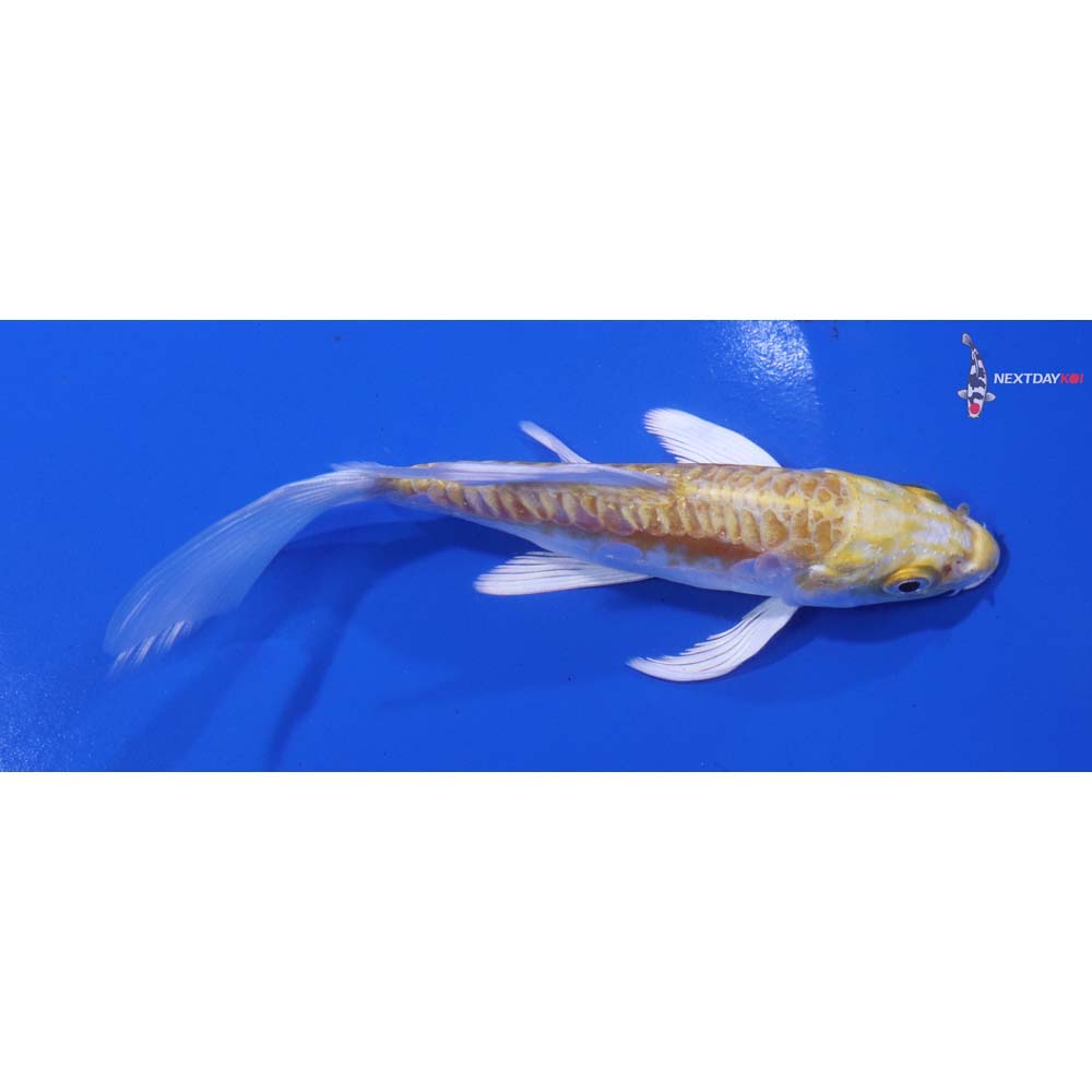 5” Imported Doitsu Lemon Hariwake Butterfly Koi