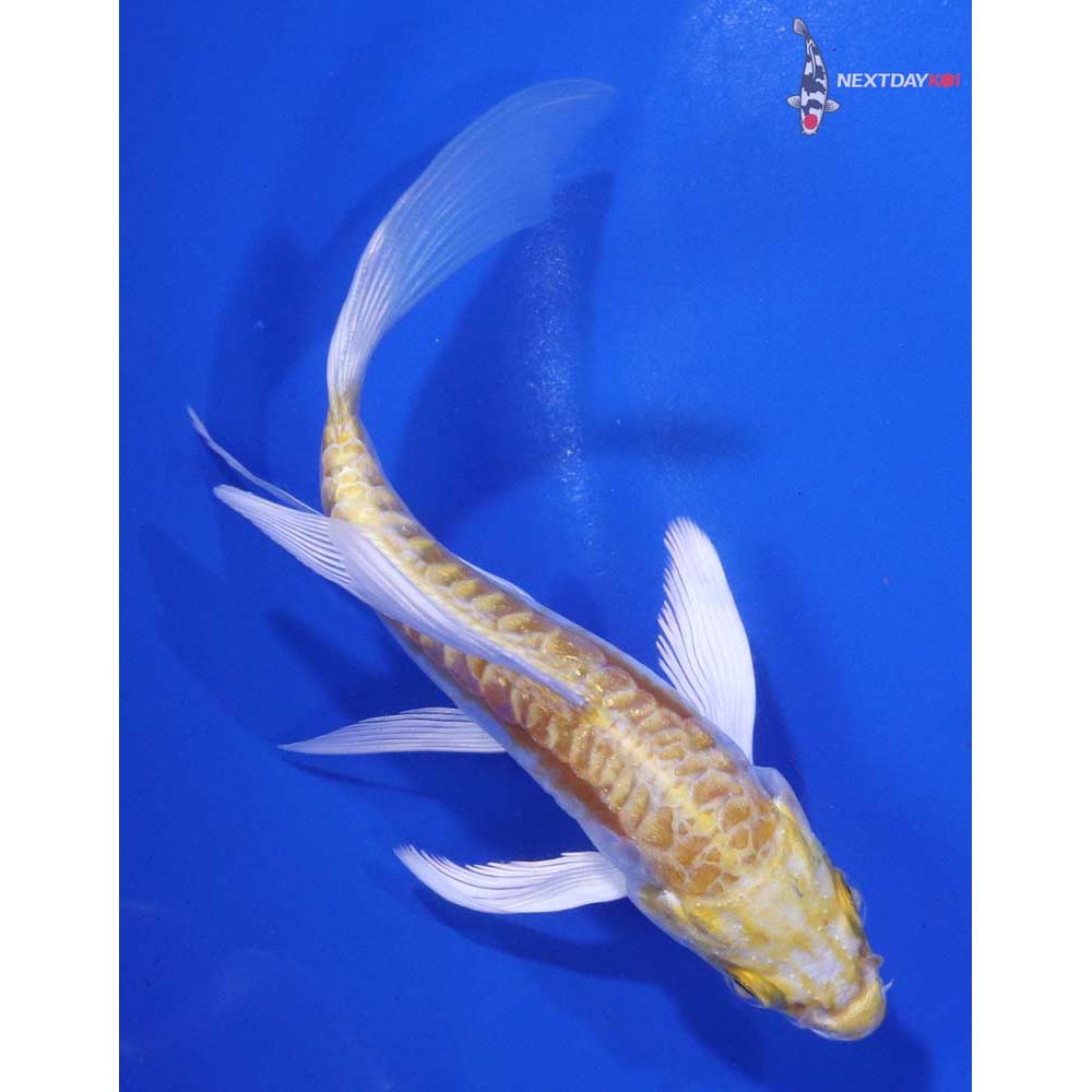 5” Imported Doitsu Lemon Hariwake Butterfly Koi