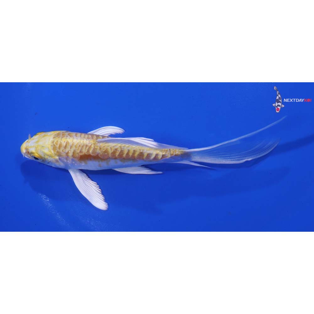 5” Imported Doitsu Lemon Hariwake Butterfly Koi