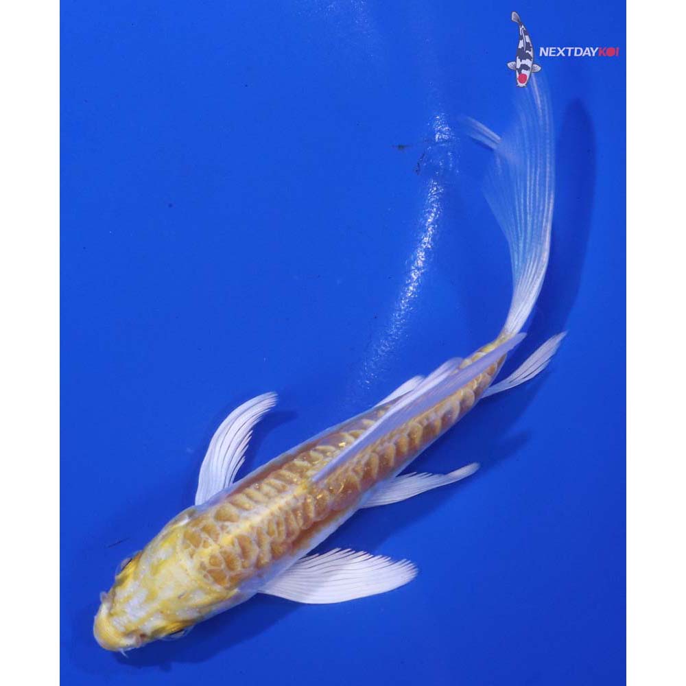 5” Imported Doitsu Lemon Hariwake Butterfly Koi