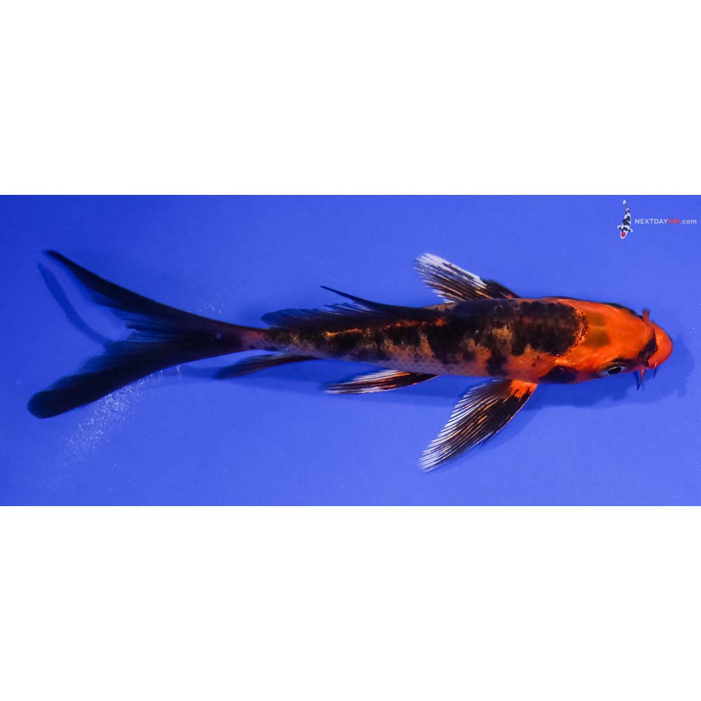 5” Imported Kin Aka Bekko Butterfly Koi