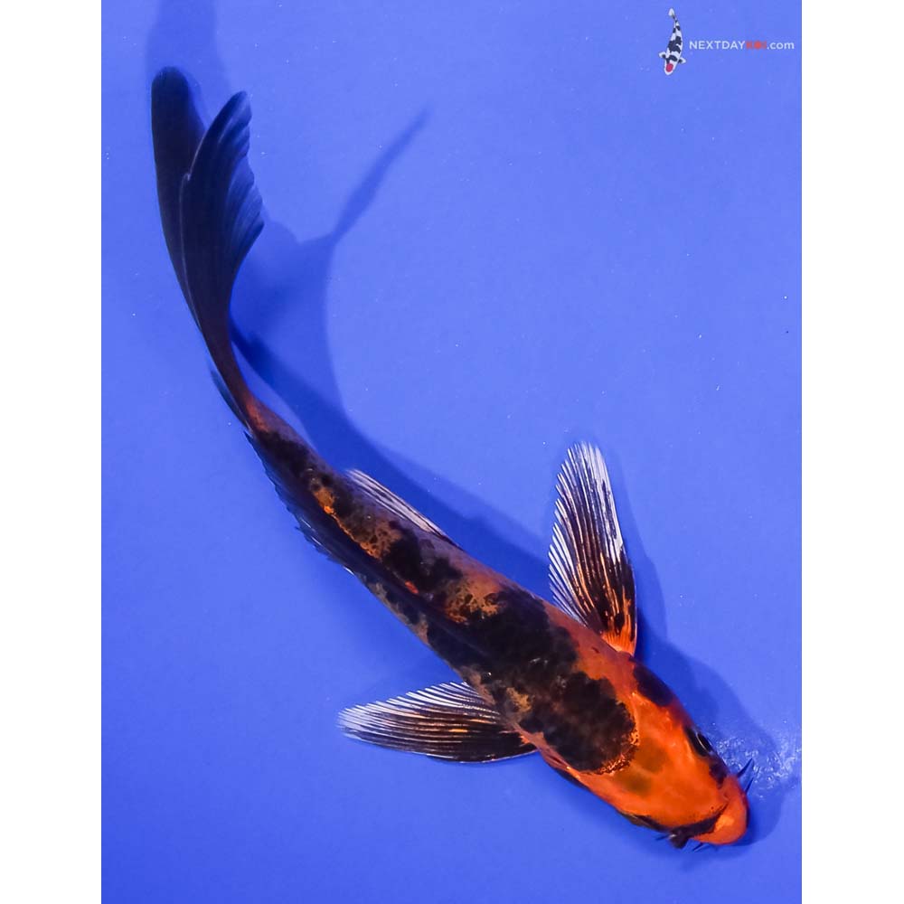 5” Imported Kin Aka Bekko Butterfly Koi