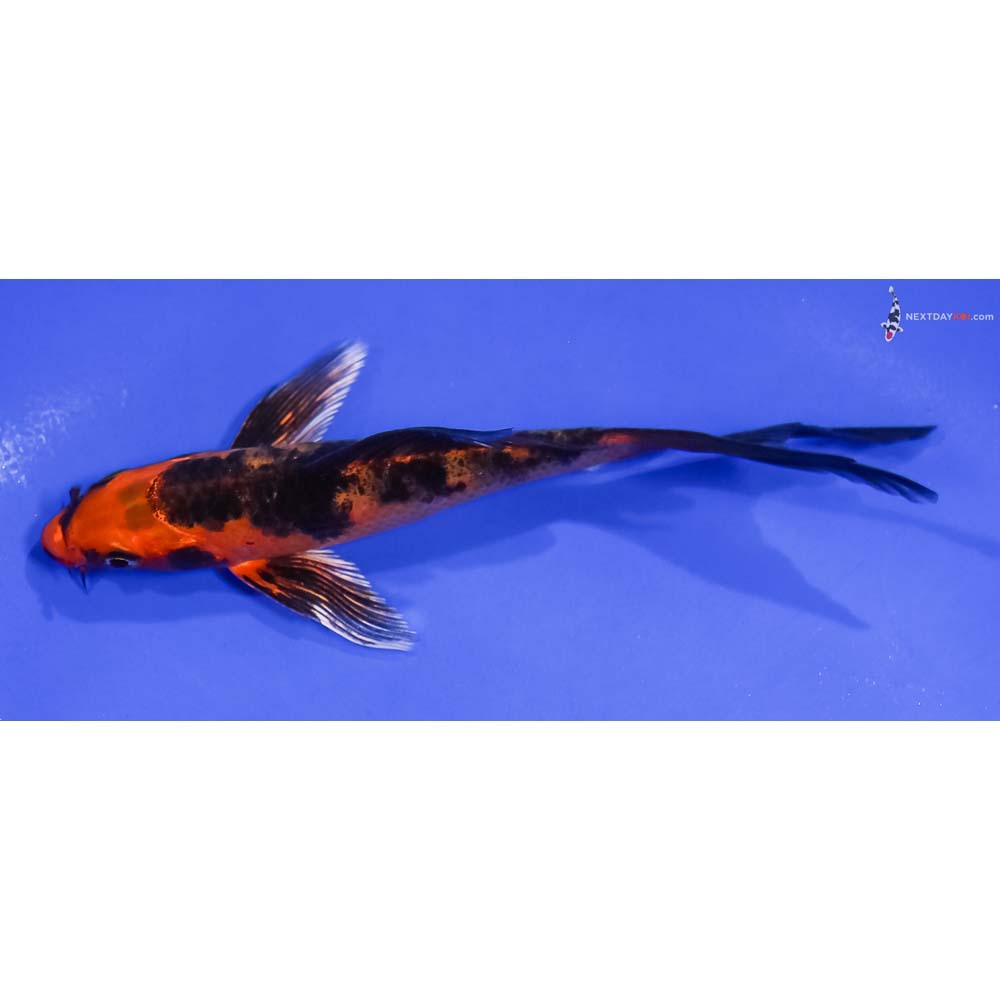 5” Imported Kin Aka Bekko Butterfly Koi
