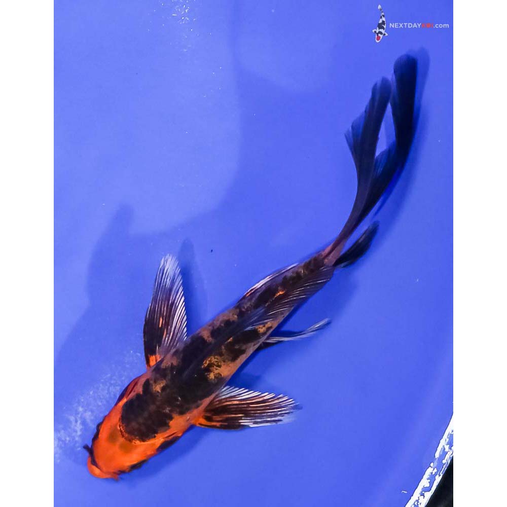 5” Imported Kin Aka Bekko Butterfly Koi