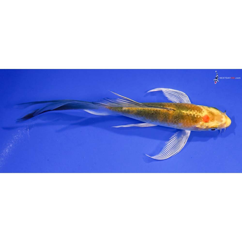 5.5” Imported Yamato Nishiki Butterfly Koi