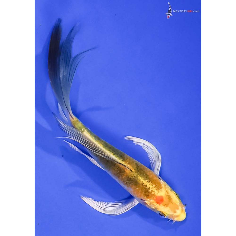 5.5” Imported Yamato Nishiki Butterfly Koi