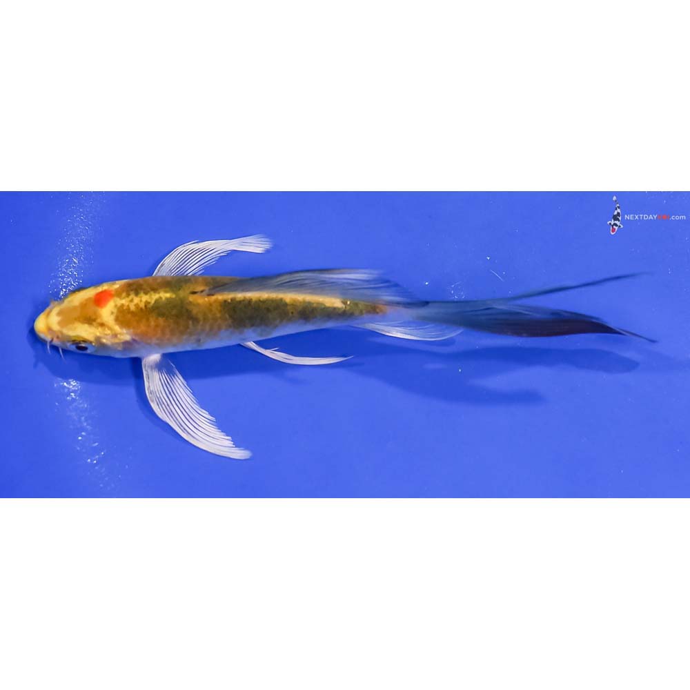 5.5” Imported Yamato Nishiki Butterfly Koi