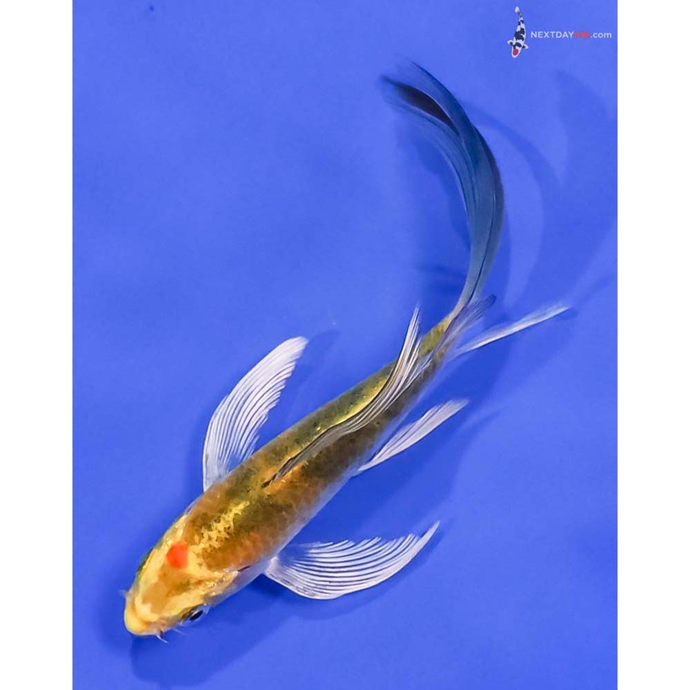 5.5” Imported Yamato Nishiki Butterfly Koi