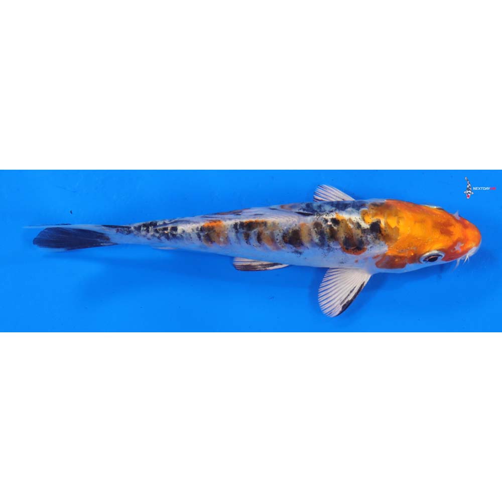 5” Imported Heisei Nishiki