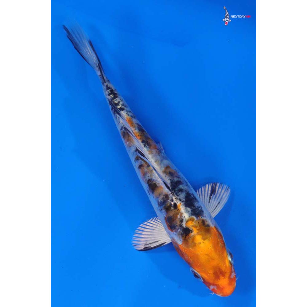 5” Imported Heisei Nishiki