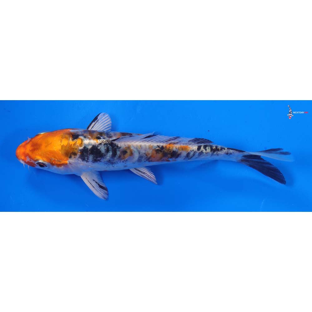 5” Imported Heisei Nishiki
