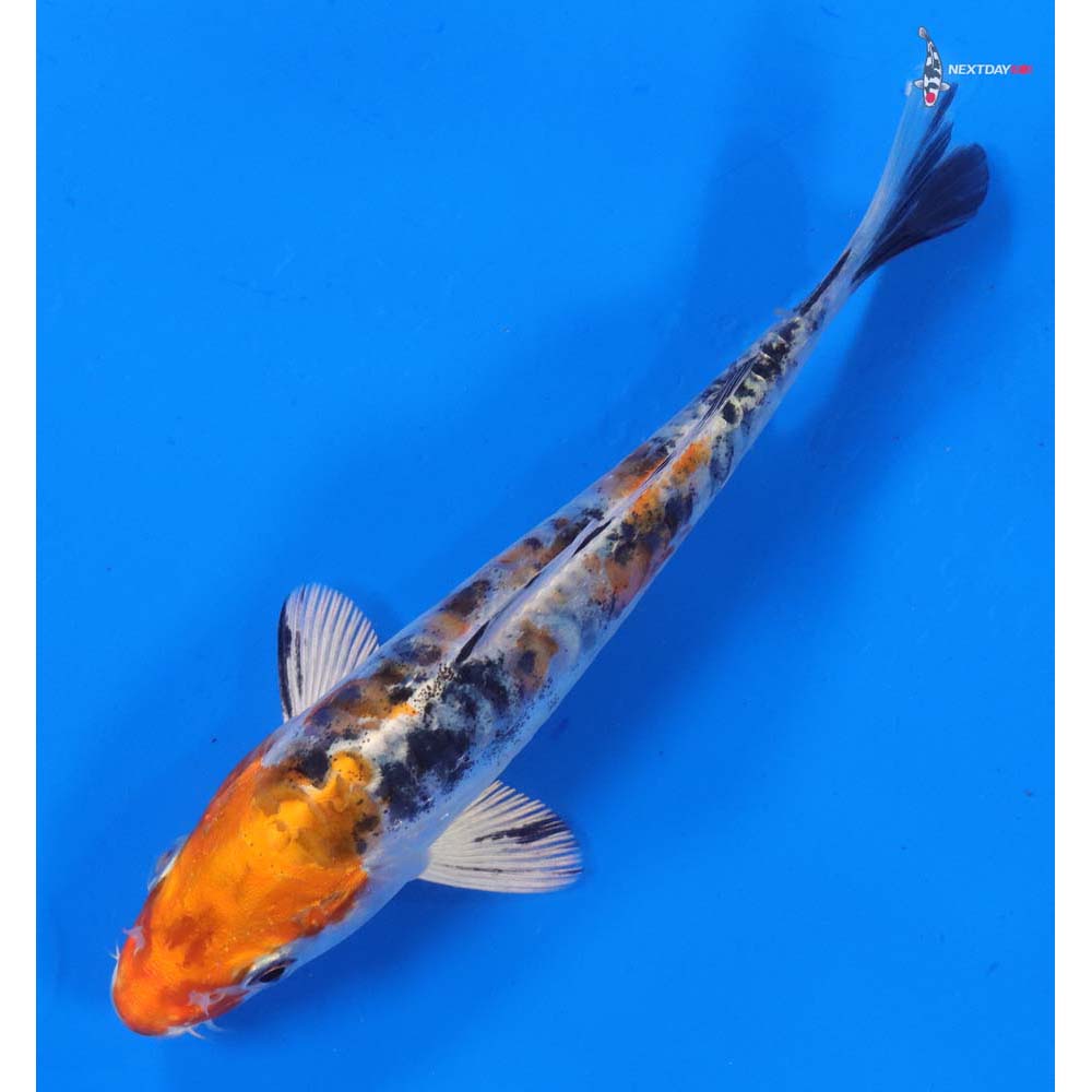 5” Imported Heisei Nishiki