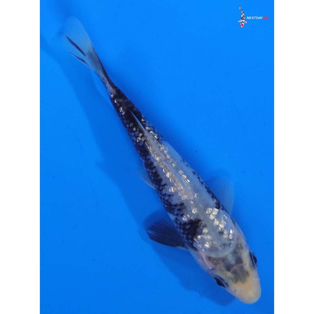4.5” Imported Gin Rin Matsukawabakke