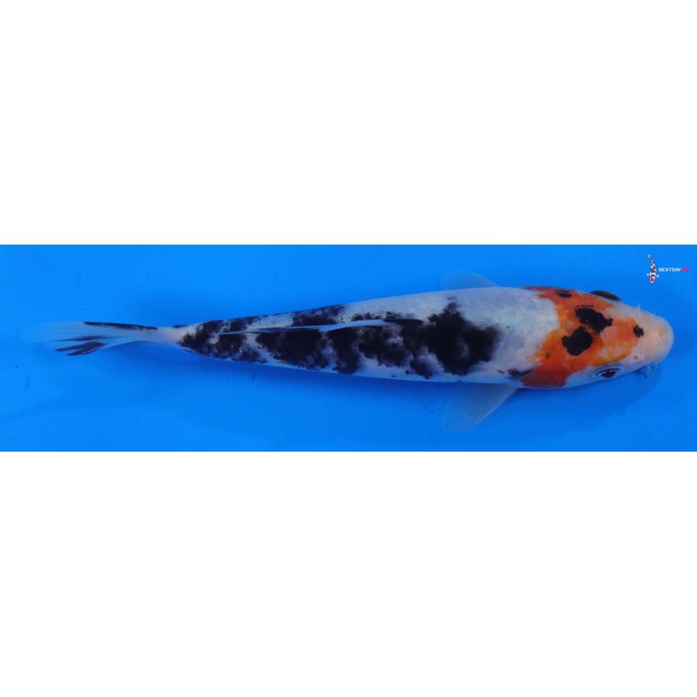 5.5” Imported Sanke