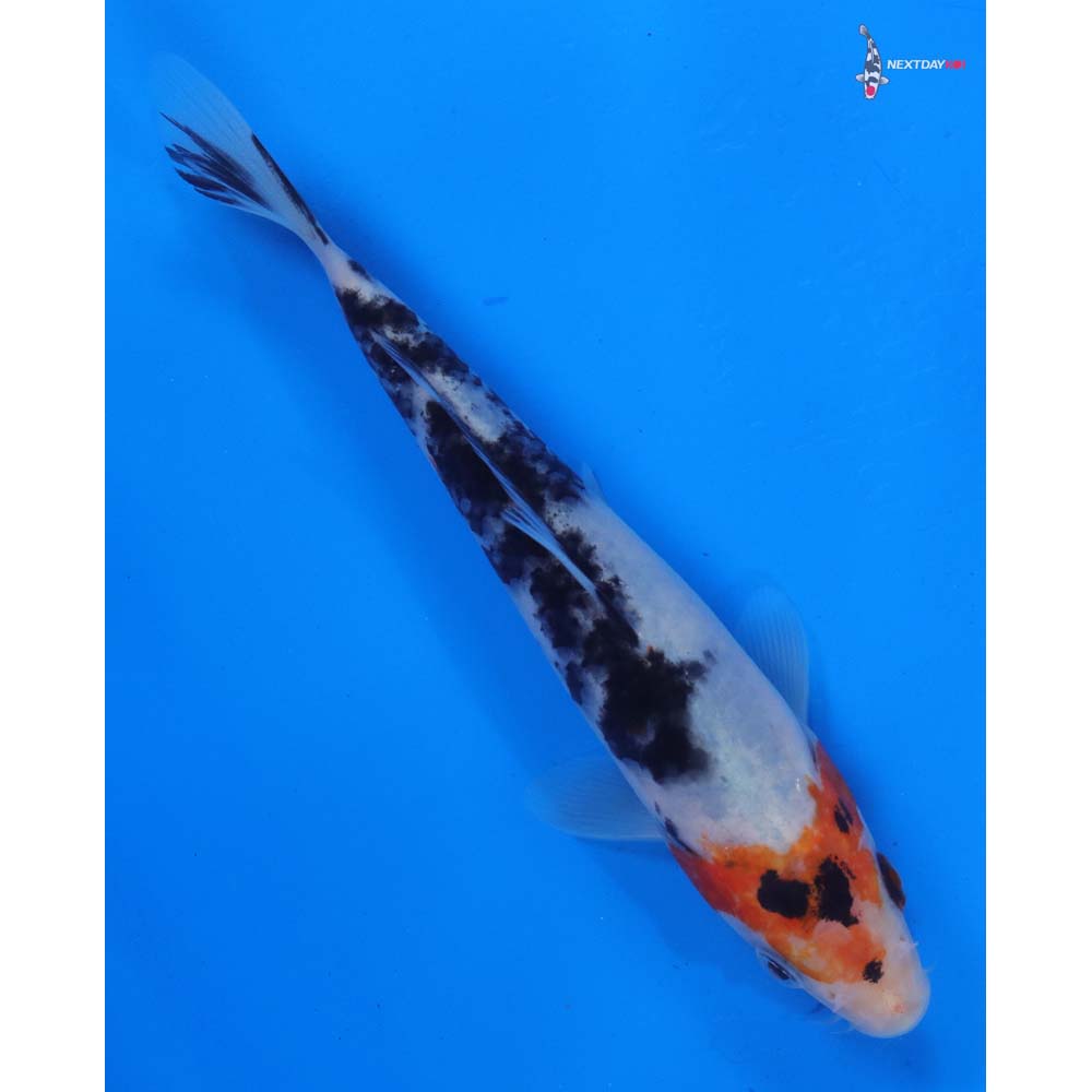 5.5” Imported Sanke