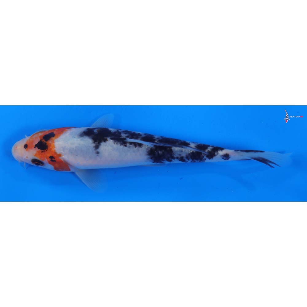 5.5” Imported Sanke