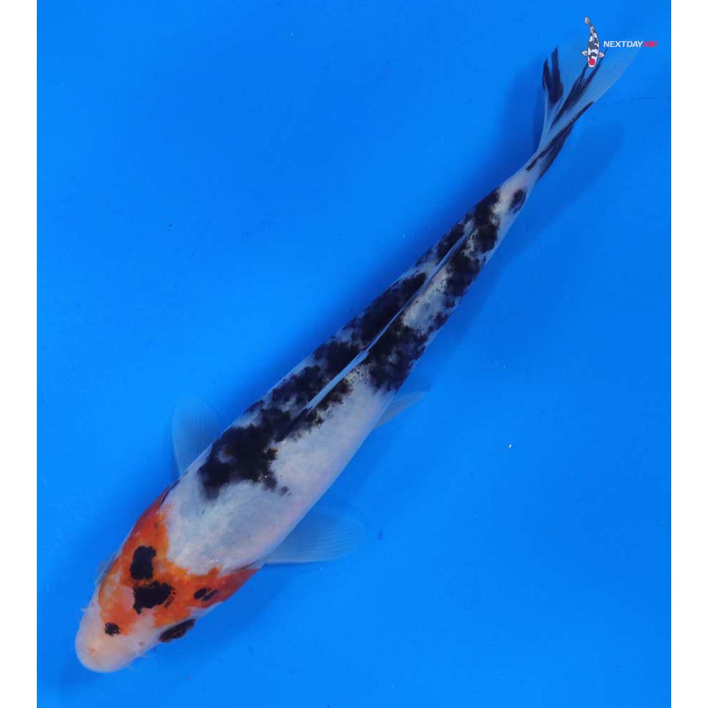 5.5” Imported Sanke