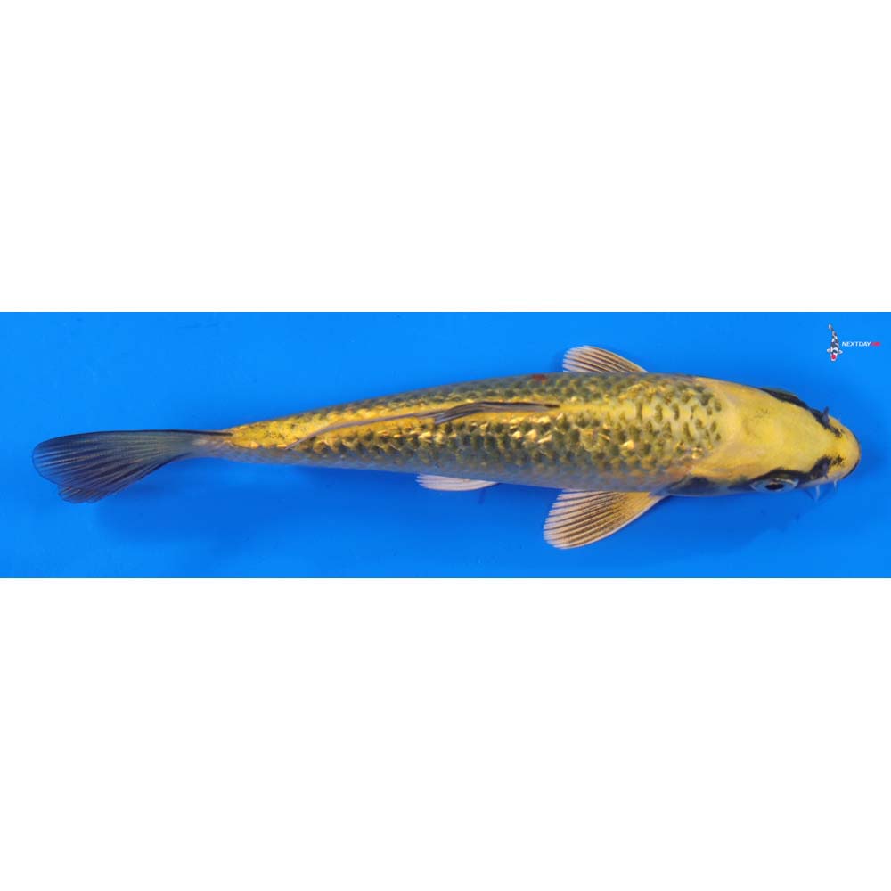 5.5” Imported Gin Rin Ki Matsuba