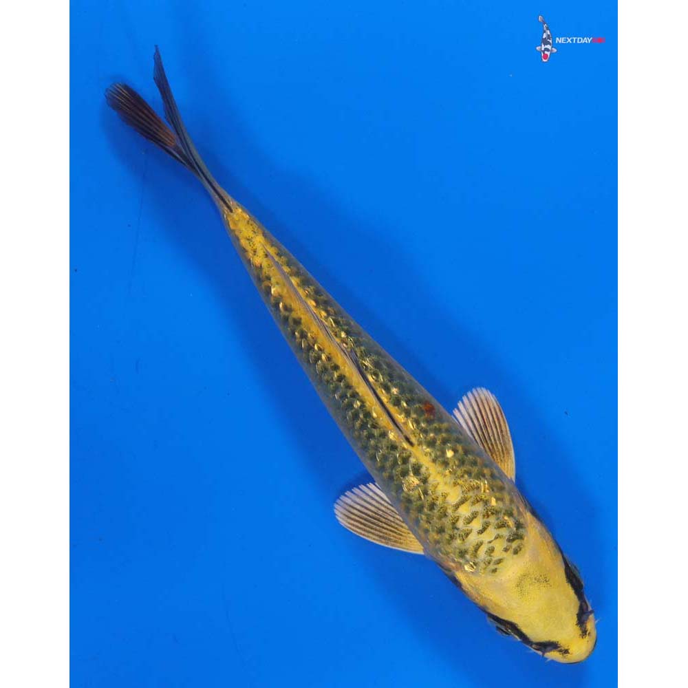5.5” Imported Gin Rin Ki Matsuba