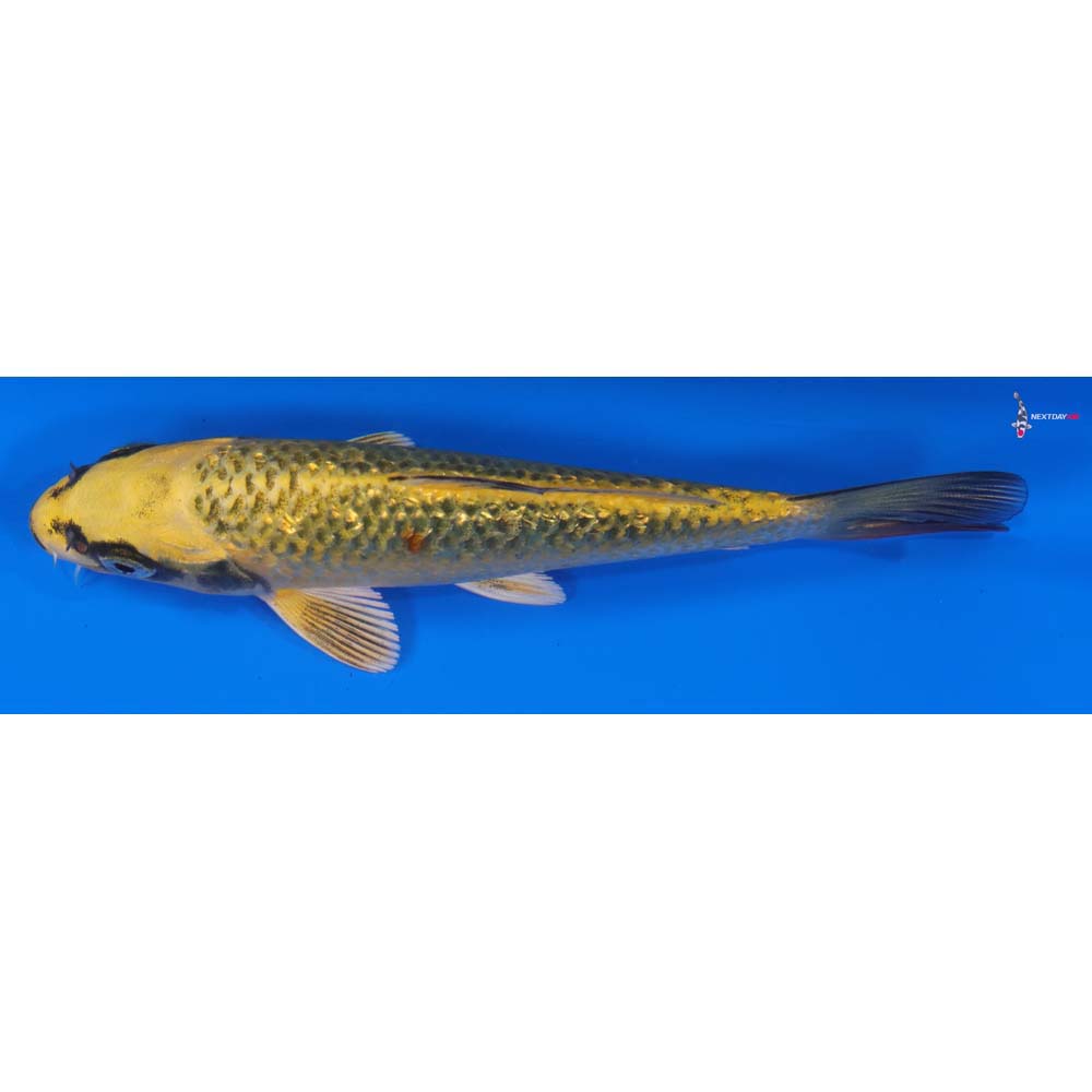 5.5” Imported Gin Rin Ki Matsuba