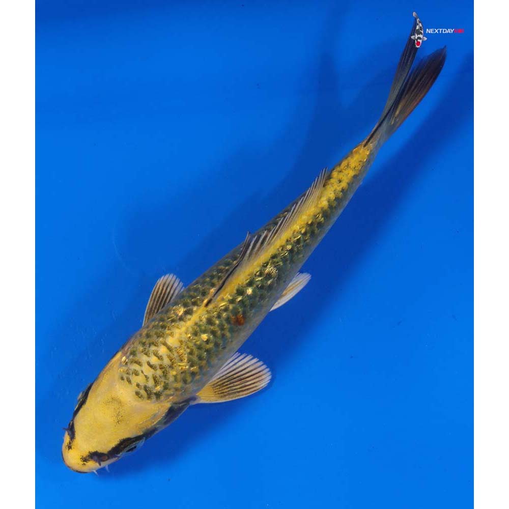 5.5” Imported Gin Rin Ki Matsuba
