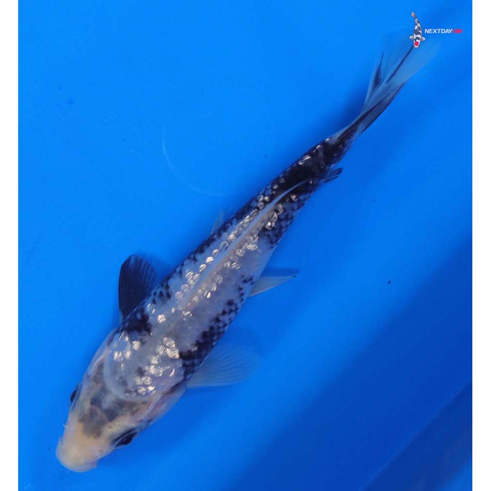 4.5” Imported Gin Rin Matsukawabakke