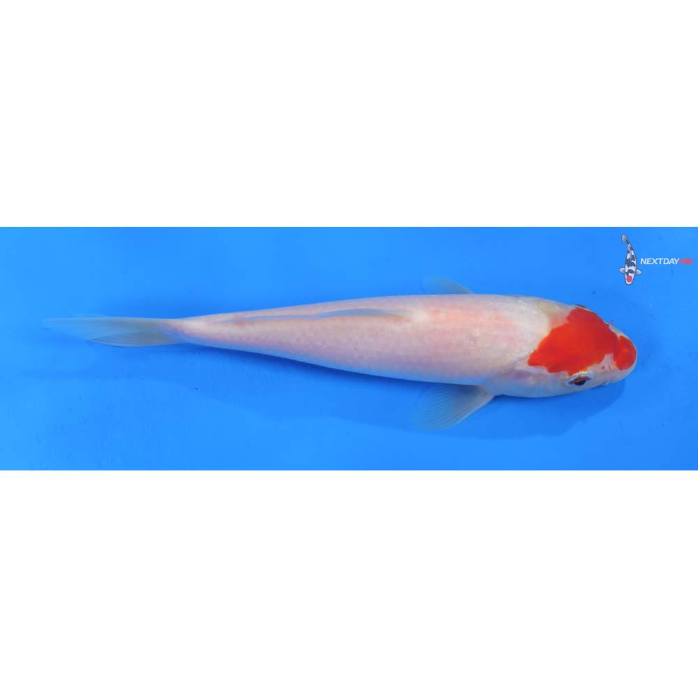 7.5” Imported Kohaku