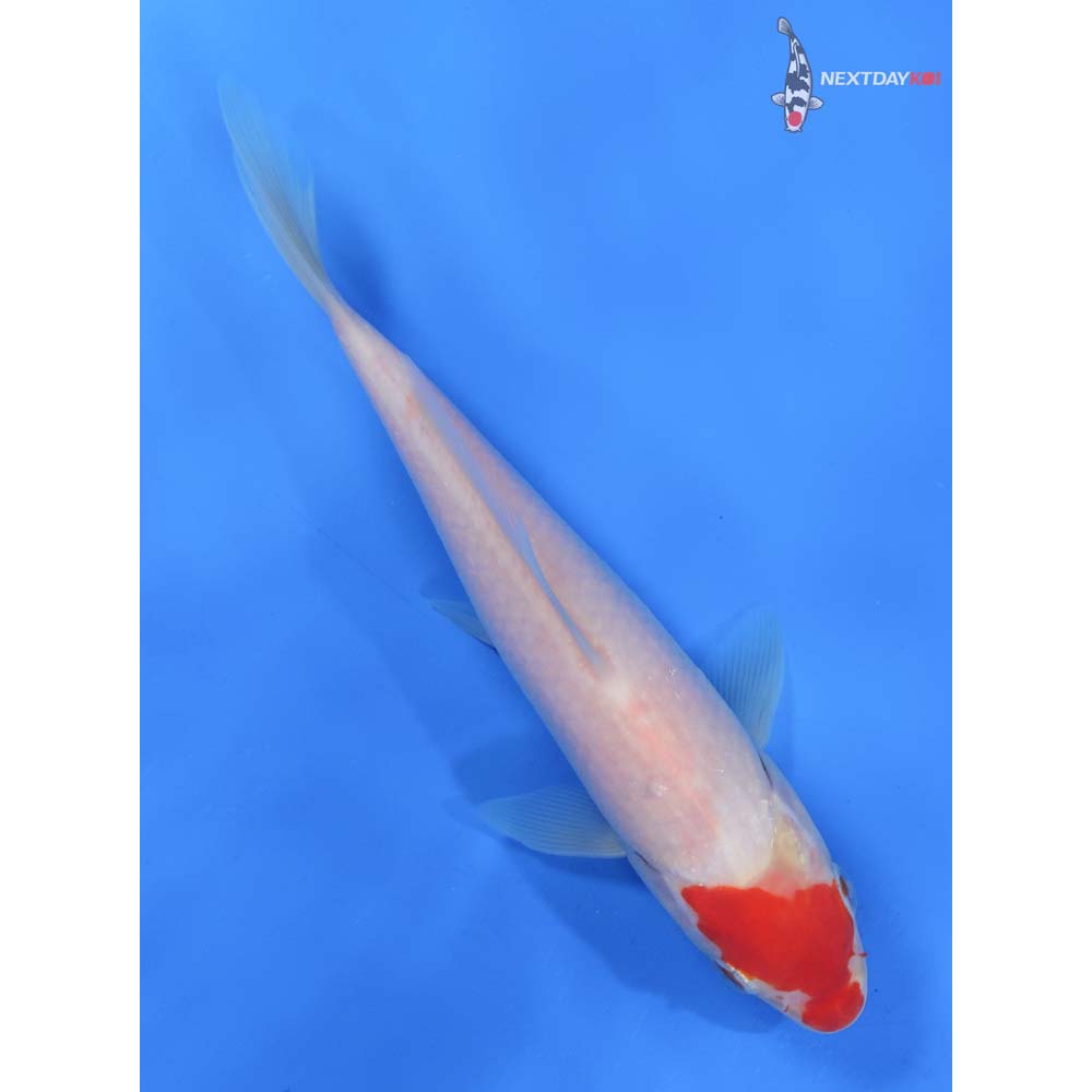 7.5” Imported Kohaku