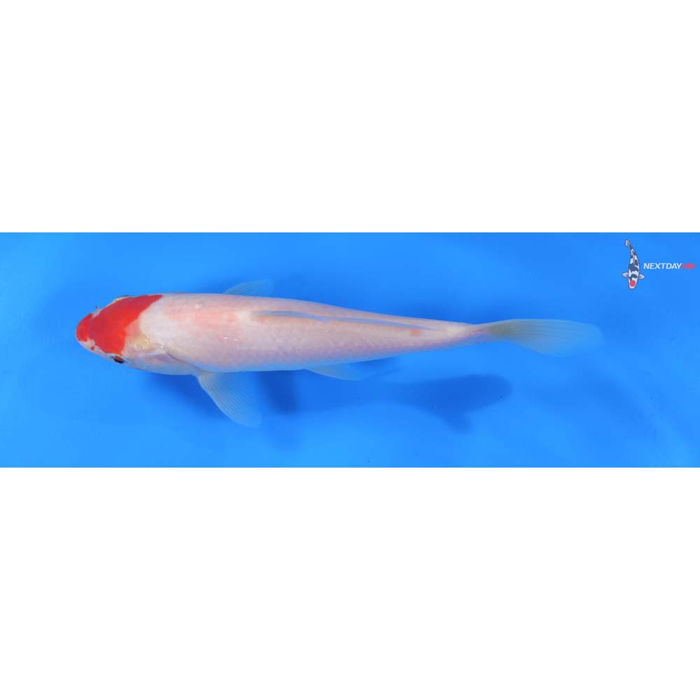 7.5” Imported Kohaku