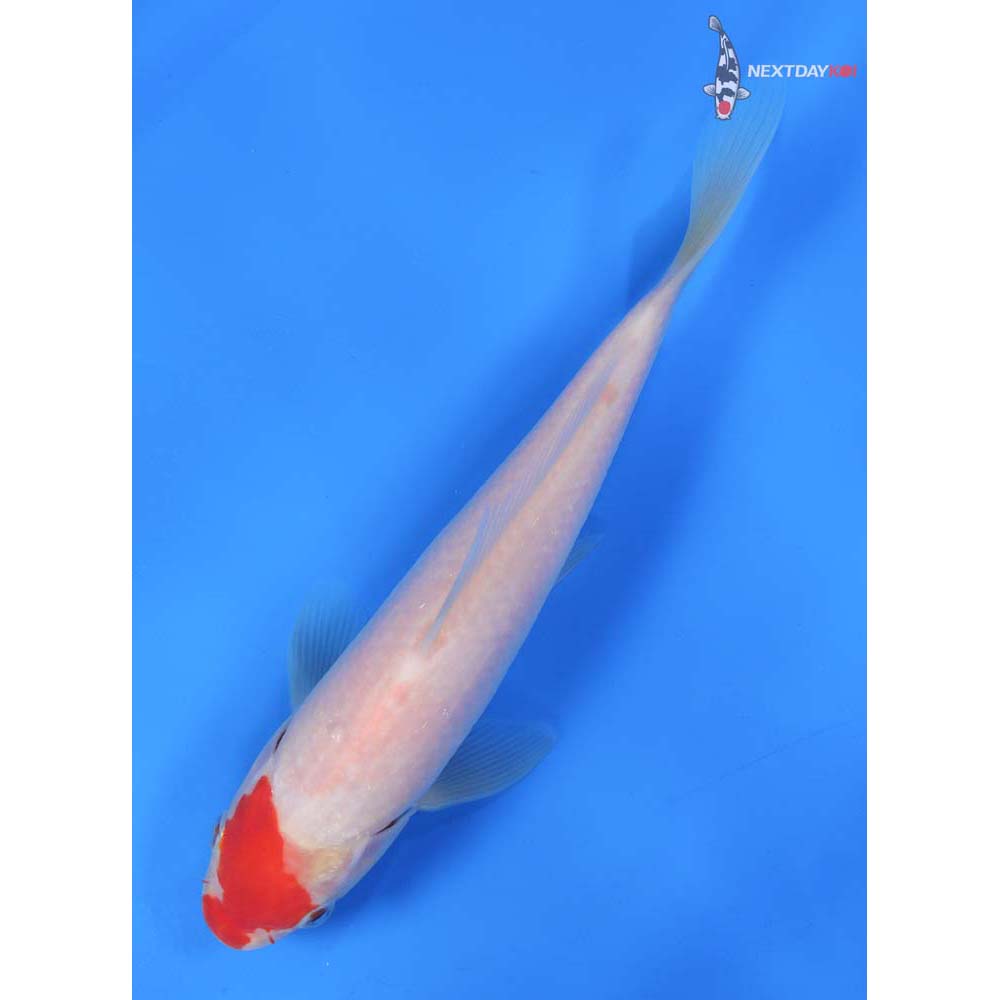 7.5” Imported Kohaku
