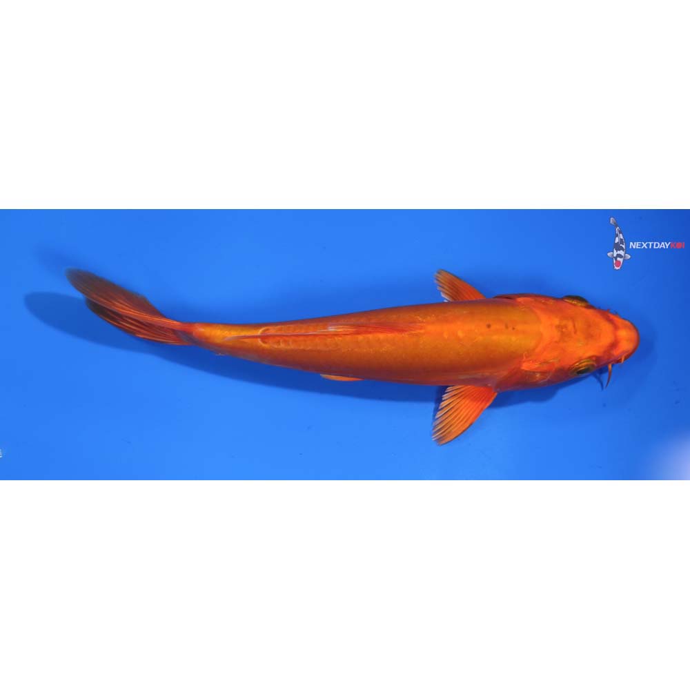 7.5” Imported Doitsu Orenji Ogon