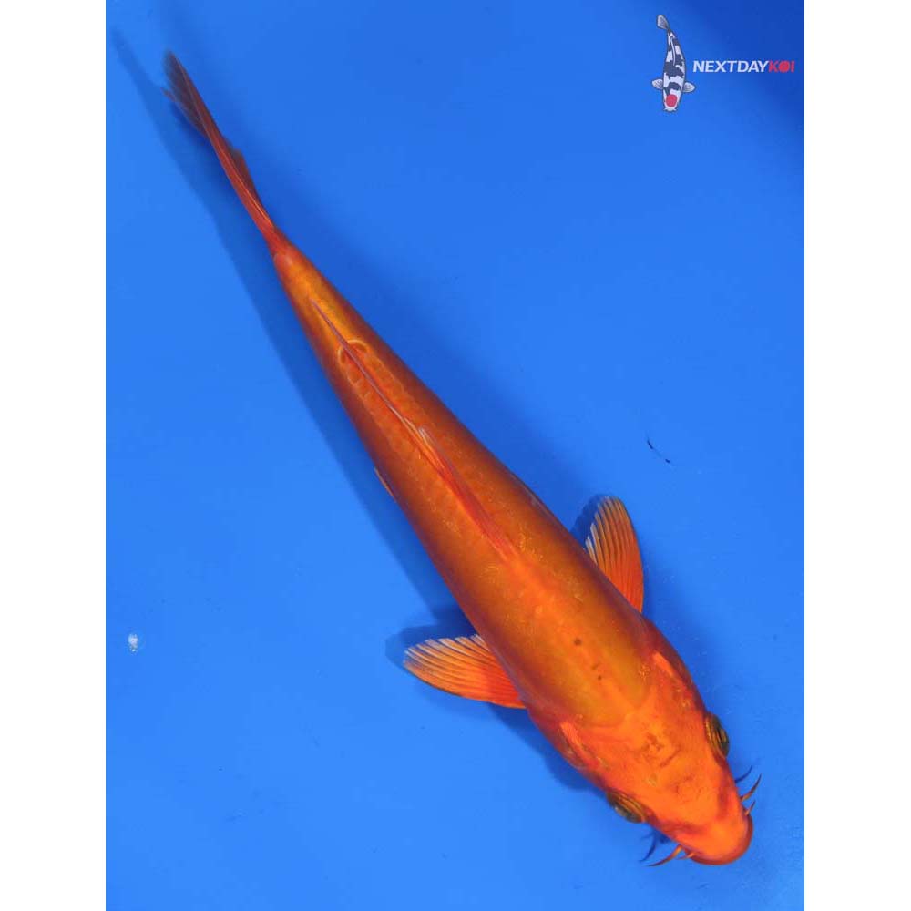 7.5” Imported Doitsu Orenji Ogon