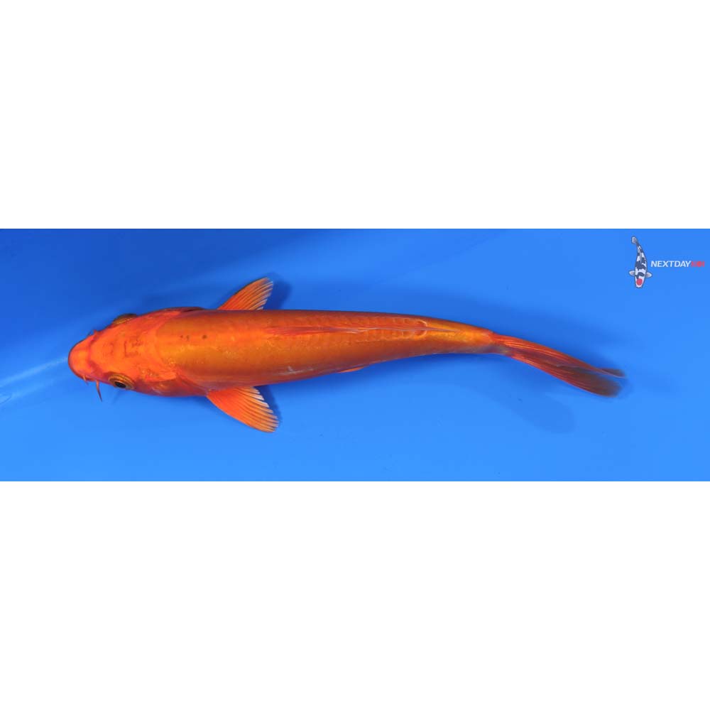 7.5” Imported Doitsu Orenji Ogon