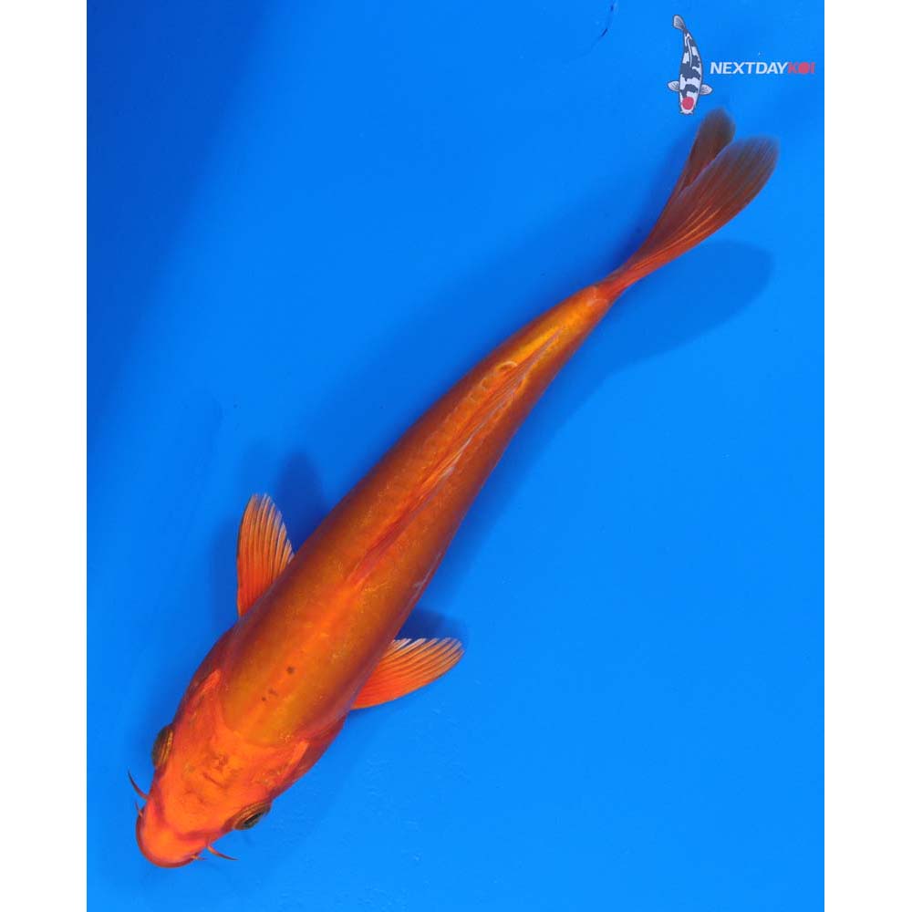 7.5” Imported Doitsu Orenji Ogon